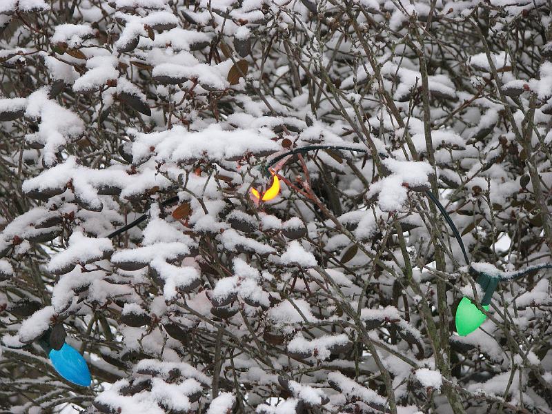 2008-12-07_First_Snow 003.jpg